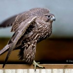 Jaktfalk8192