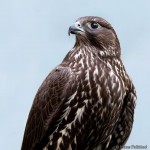 Jaktfalk8201