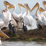 Great Cormorant (Phalacrocorax carbo) Storskarv Great White Pelican (Pelecanus onocrotalus) Vit pelikan
