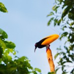 12wireparadbird6A0B2578_75