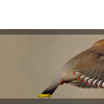 header_waxwing