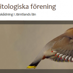 header_waxwing_nyhetsbrev